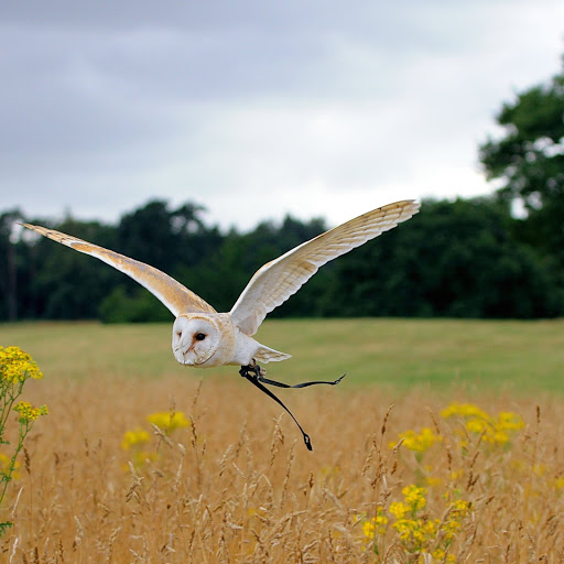 Hd-160983-ascw160983