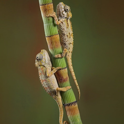 Hd-184254-ascw184254