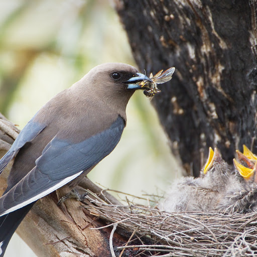 Hd-158200-ascw158200