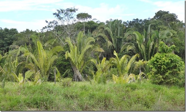 BR-319_Humaita_Manaus_Day_1_DSC05262