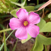Oxalis (flor del trébol, pero no es trébol)