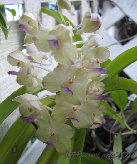 [10-22-tiny-orchids%255B5%255D.jpg]