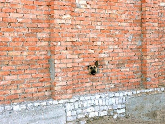 [dogs_009%255B2%255D.jpg]