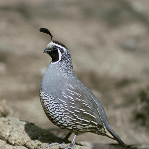 Hd-178234-ascw178234