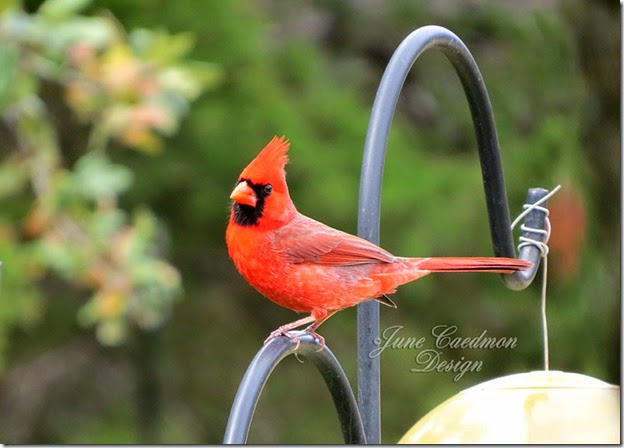 Cardinal_Feeders