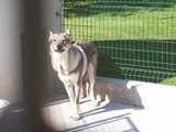 2013.08.20-022 chien loup tchèque