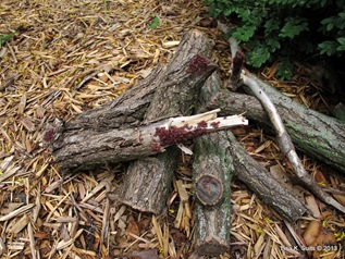 red-shouldered bugs on logs