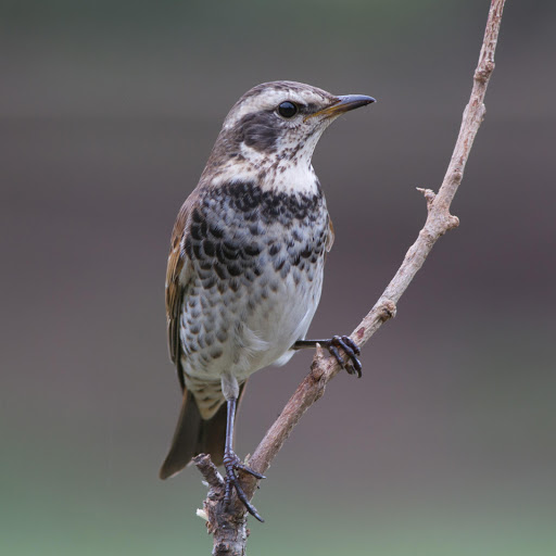 Hd-178215-ascw178215