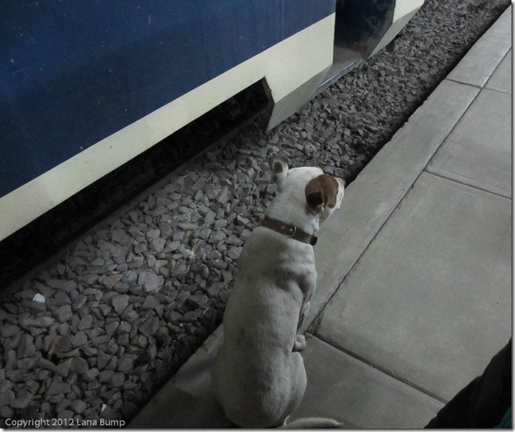 Train station dog on duty Train station dog on duty