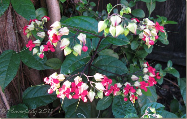 07-22-clerodendrum