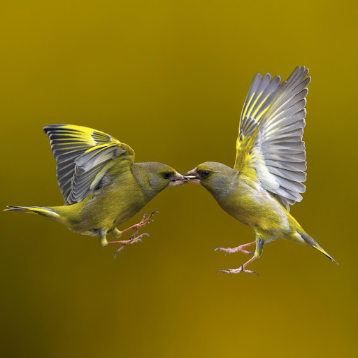 Hd-158508-ascw158508