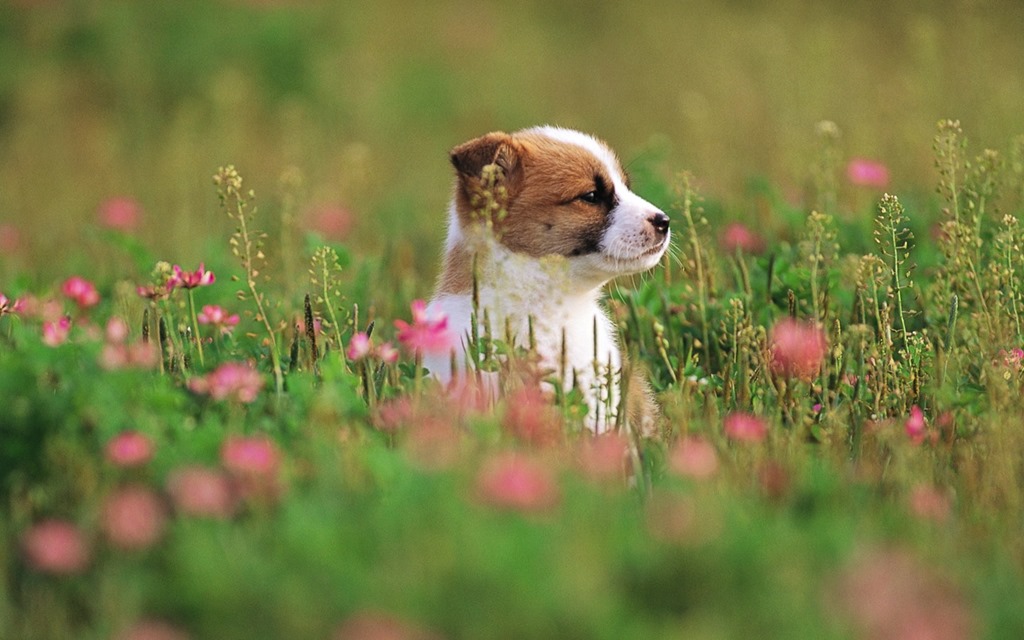 [Garden_adventure_of_the_little_puppy_photos_pictures_puppy_MIL56006%255B6%255D.jpg]