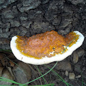 Young Red Banded Polypore