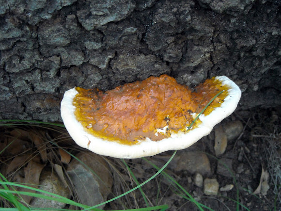 Young Red Banded Polypore | Project Noah