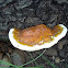 Young Red Banded Polypore