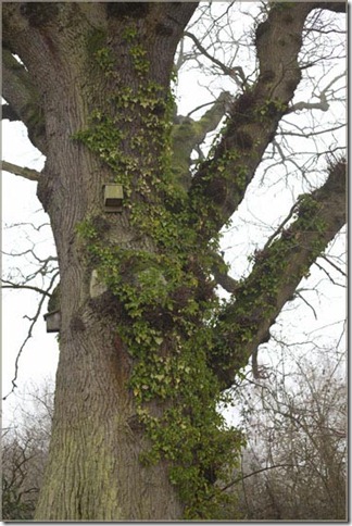 Bird nest boxes on tree