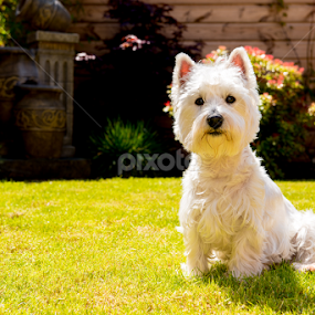 Molly Moo by Simon Trott - Animals Other