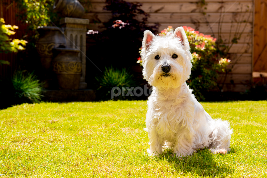 Molly Moo by Simon Trott - Animals Other