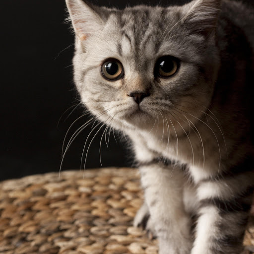 Hd-160874-ascw160874