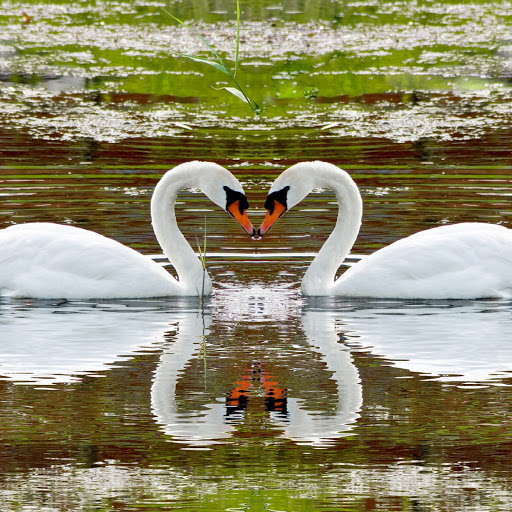 Hd-155452-ascw155452