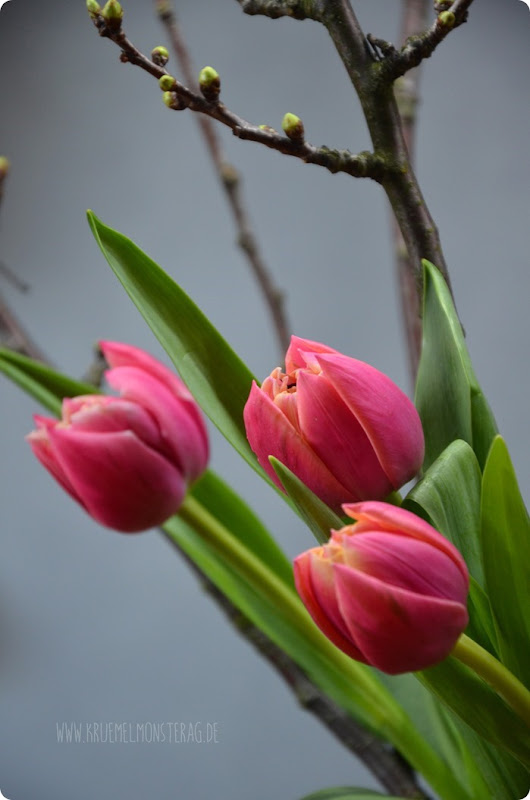 gefüllte Tulpen (03) mit Kirschblütenzweig und Peter Rabbit