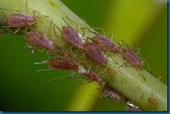 aphids on rose