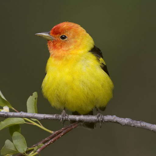 Hd-178528-ascw178528