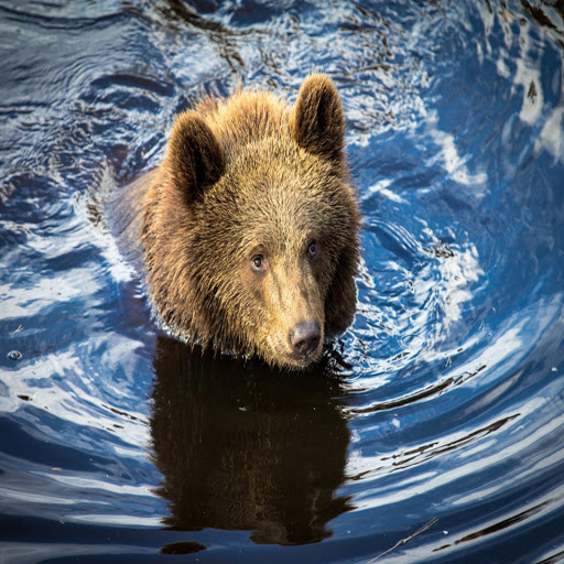 Hd-170242-ascw170242