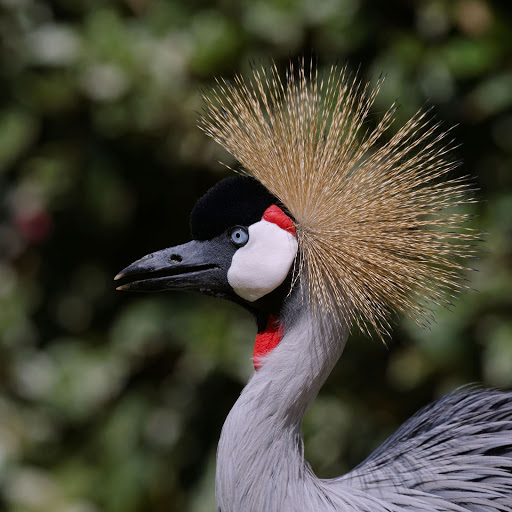 Hd-155990-ascw155990