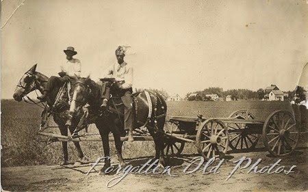 Horses Orville Paulson RP Postcard DL Antiques