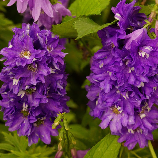 Hd-156050-ascw156050