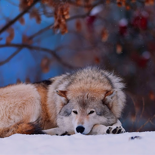 Hd-160990-ascw160990