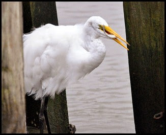 02e2 - birds - Great White Egret