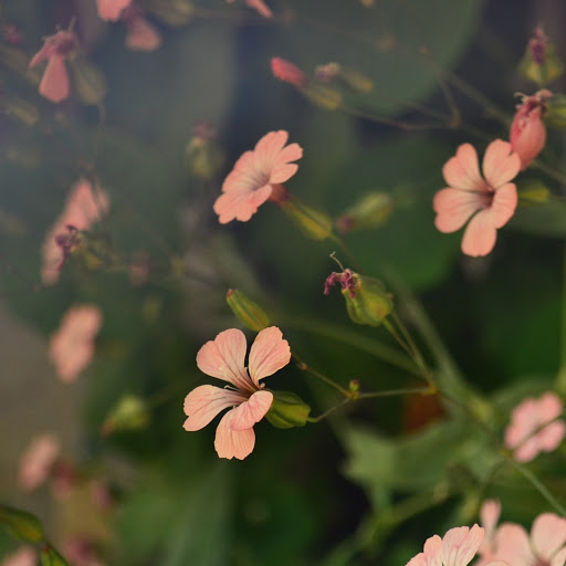 Hd-158999-ascw158999