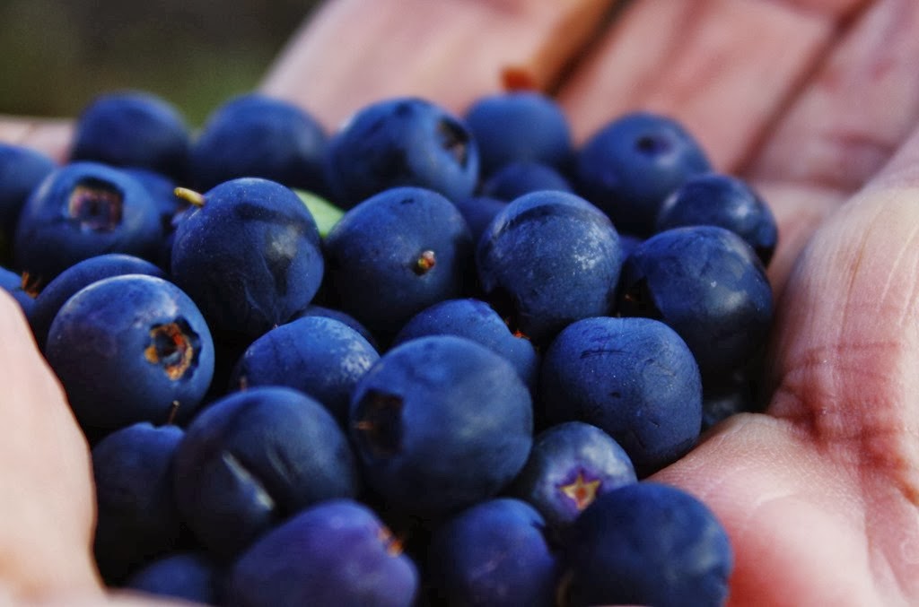 [Blueberries%255B3%255D.jpg]