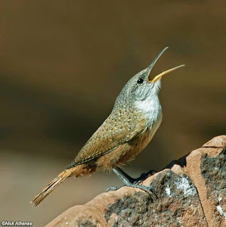 Download suara burung jenis wren suara burung wren