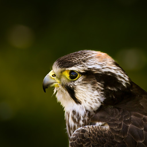 Hd-172489-ascw172489