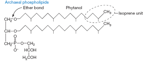 Archaeal phospholipids