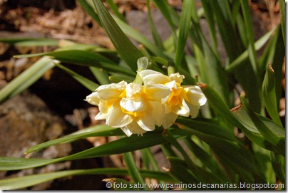 2272 C. Tejeda-Siberia-Bº Mina(Narcisos) 2272 C. Tejeda-Siberia-Bº Mina(Narcisos)