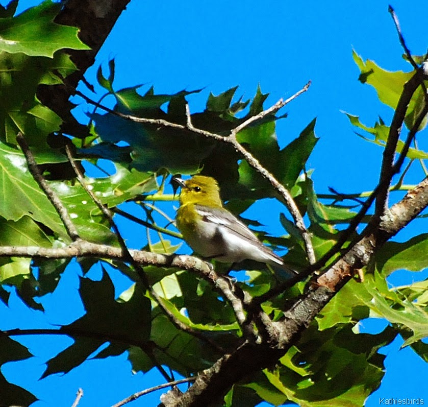 [3.%2520yellow-throated%2520vireo-kab%255B4%255D.jpg]