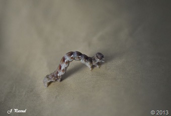 _DSC0069 _DSC0069