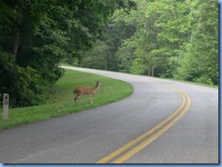 1030 Virginia - Blue Ridge Parkway North - white-tailed deer and mile marker post