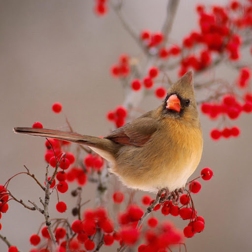 Hd-164750-ascw164750