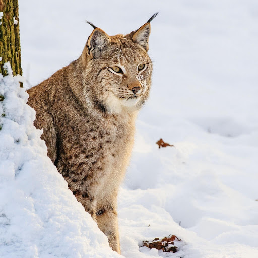 Hd-177208-ascw177208