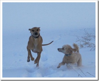20120226_dogs_010