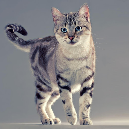 Hd-177631-ascw177631