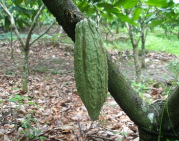 11-08-12 asmiriam roa - Curiosidades del cacao en la antigüedad y en la civilización azteca