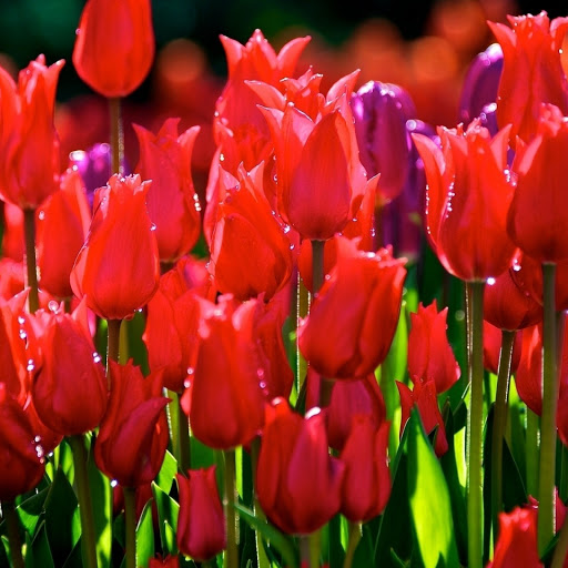 Hd-172741-ascw172741