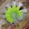Pale Tussock Moth Caterpillar