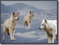 lobos  (2)